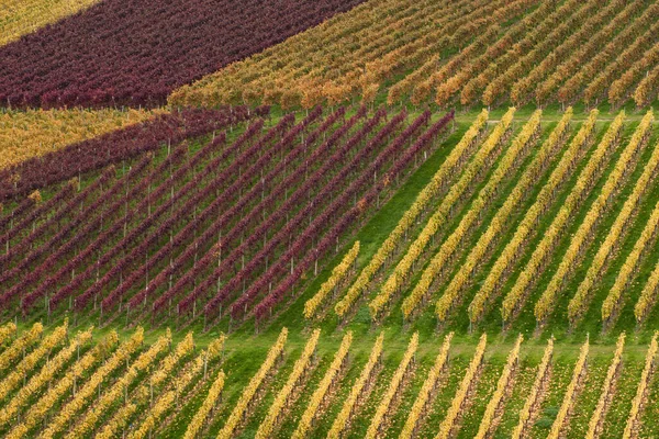 Weinlandschaft Herbst — Stockfoto