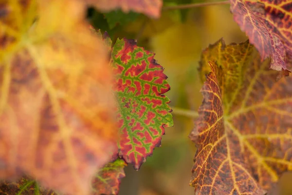 Druivenbladeren Herfst — Stockfoto