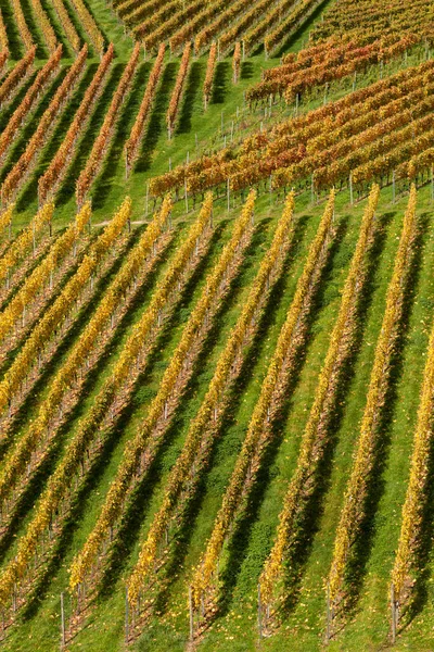 Vides Otoño Forma Línea — Foto de Stock