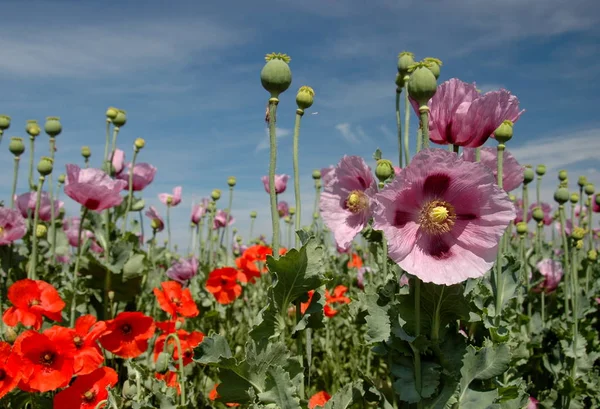 Semillas Amapola Para Aceite Semilla Amapola — Foto de Stock