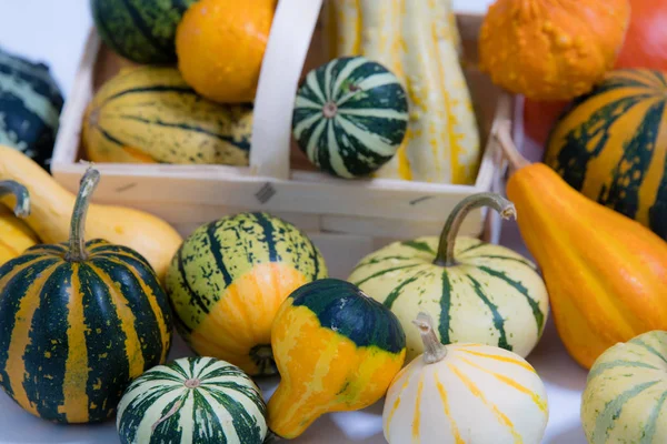 Beaucoup Différentes Courges Ornementales Colorées Face Fond Blanc — Photo