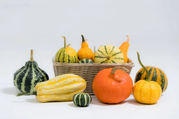 Många Olika Färgglada Prydnads Squashes Framför Vit Bakgrund — Stockfoto