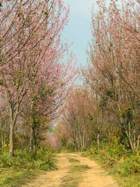 Blommar Våren Blommande Blommor Tràgrenar — Stockfoto