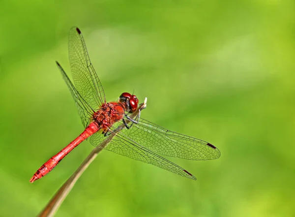 Αρσενικό Αίμα Κόκκινο Darter Sympetrum Sanguineum — Φωτογραφία Αρχείου