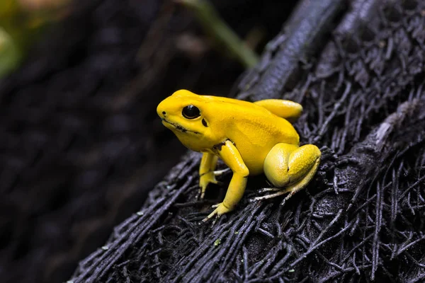 Желтая Ядовитая Лягушка — стоковое фото