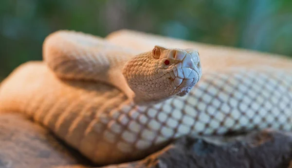 Rattlesnake Venomous Snake Animal — Stock Photo, Image