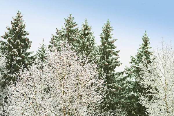 Bosque Invierno Con Árboles Bosque Cubierto Nieve Paisaje —  Fotos de Stock