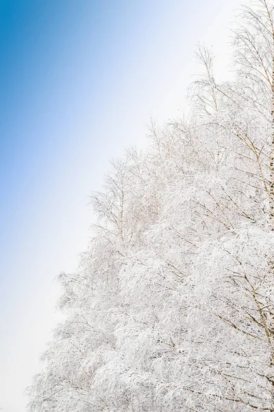 Прекрасный Морозный Утренний Вид Замерзшими Ветвями Снежного Дерева Заснеженном Лесу — стоковое фото
