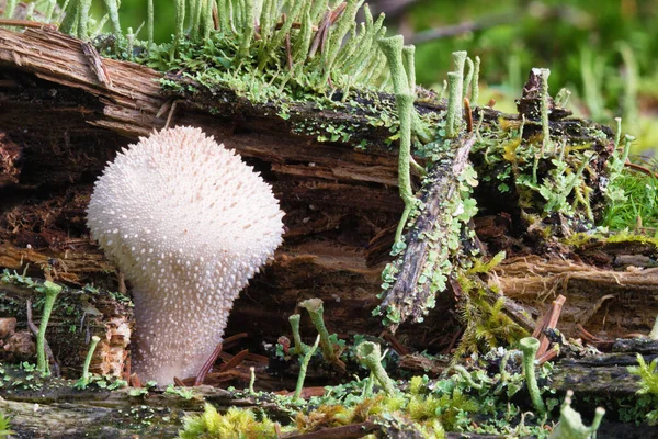 Nahaufnahme Eines Makrofotos Eines Puffballpilzes Lycoperdon Perlatum Auf Einem Bemoosten — Stockfoto