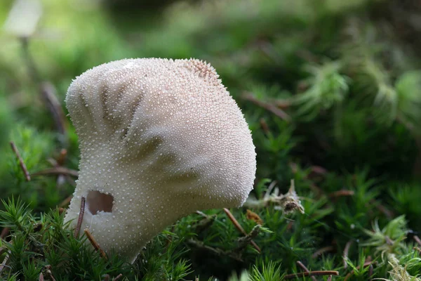 Zbliżenie Makro Zdjęcie Grzyba Pospolitego Lycoperdon Perlatum Mszalnym Kikucie Jesiennym — Zdjęcie stockowe