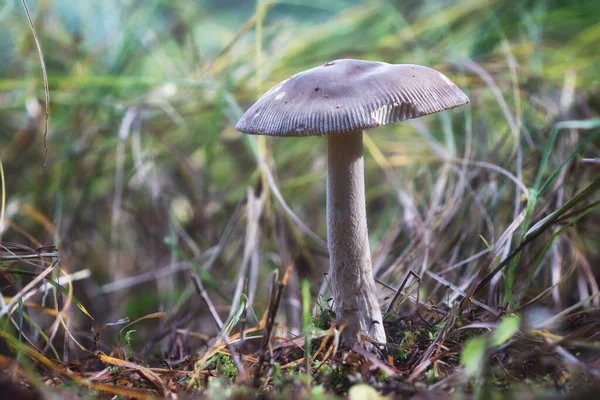 秋季森林苔藓地面上的大蘑菇的特写宏观照片 — 图库照片