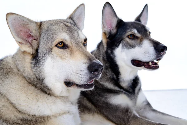 Dos Wolfhounds Frente Fondo Blanco —  Fotos de Stock