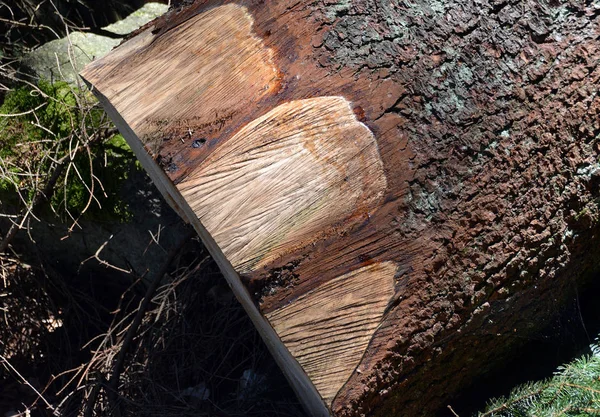 Corteza Tronco Árbol Madera Aserrada — Foto de Stock