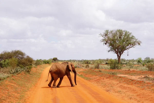 Слон Цаво Східна Кенія — стокове фото