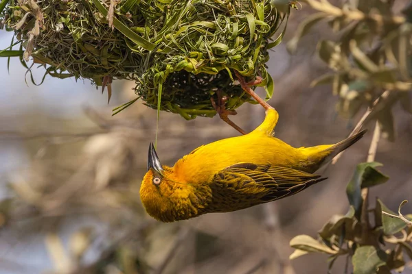 Oiseau Tisserand Jaune Bâtiment Nid — Photo