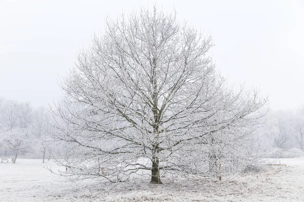 Albero Nella Nebbia Coperto Brina — Foto Stock