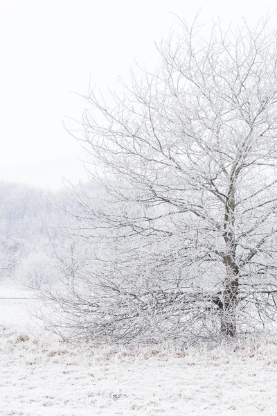 Árvore Nevoeiro Coberto Com Geada — Fotografia de Stock