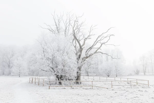 Umore Invernale Con Alberi Ghiacciati Nella Nebbia — Foto Stock