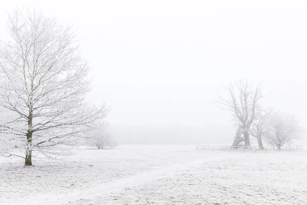 Baum Nebel Mit Raureif Bedeckt — Stockfoto