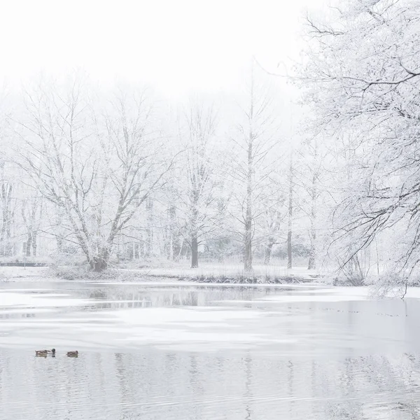 Lago Congelado Com Patos Neblina Árvores Cobertas Geada — Fotografia de Stock