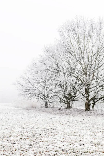 Trois Arbres Gelés Dans Brouillard Hivernal — Photo