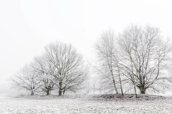 Árboles Niebla Cubiertos Escarcha — Foto de Stock