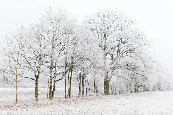 Baum Nebel Mit Raureif Bedeckt — Stockfoto