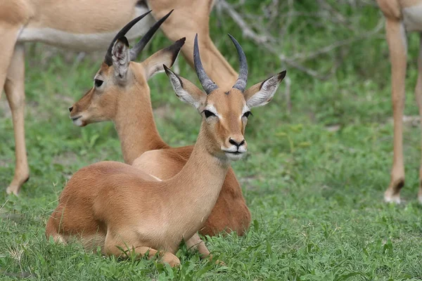 Antelope Dell Impala Selvatica Nella Savana Africana Del Botswana — Foto Stock