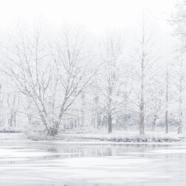 霧の中の凍った湖 霜で覆われた木々 — ストック写真