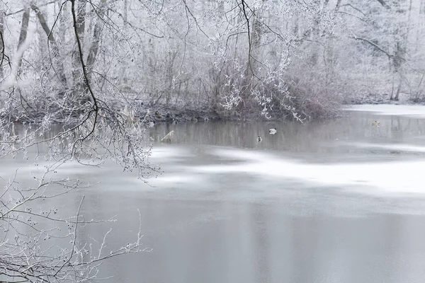 Zugefrorener See Nebel Bäume Mit Raureif Bedeckt — Stockfoto