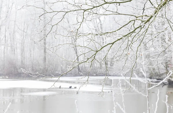 Zugefrorener See Nebel Bäume Mit Raureif Bedeckt — Stockfoto