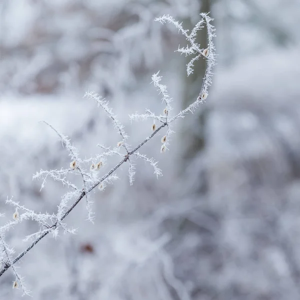 Rameau Couvert Gelée Blanche — Photo