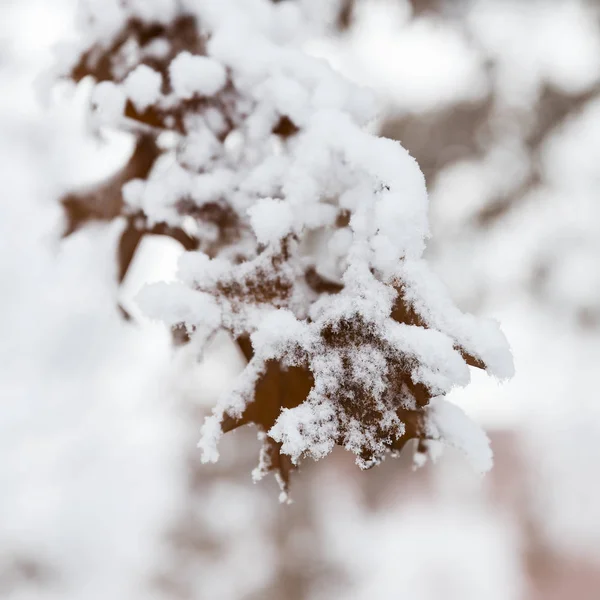 Flocos Neve Cristais Gelo Geada Folhas Outono Marrons — Fotografia de Stock