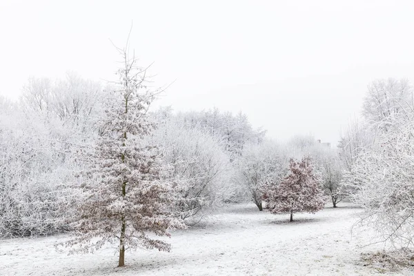 Arbres Dans Brouillard Recouvert Givre Blanc — Photo