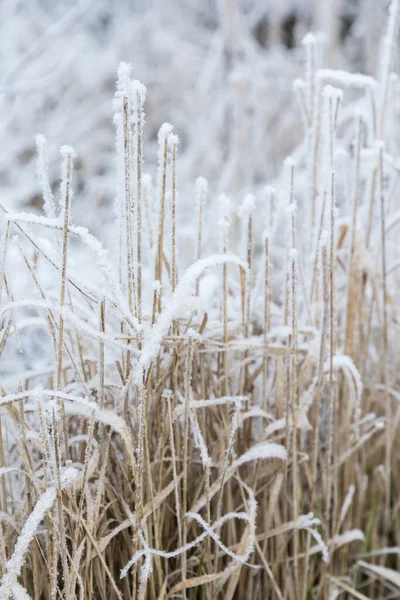 Fiocchi Neve Cristalli Ghiaccio Hoarfrost Foglie Autunno Marroni — Foto Stock