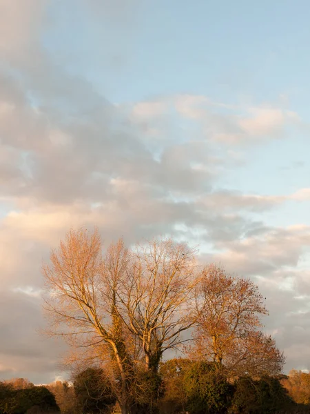 美丽的光秃秃的树在农村秋天的天气落日的天空 — 图库照片