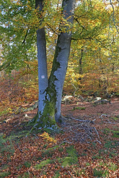 Rotbuche Schwetzinger Hardtwald Herbst — Stockfoto
