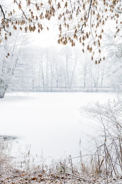 Zugefrorener See Nebel Bäume Und Blätter Mit Raureif Bedeckt — Stockfoto