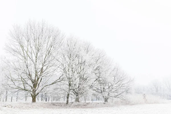 Winterlich Verschneite Bäume Nebel — Stockfoto