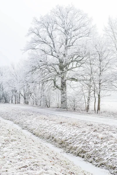 Arbres Enneigés Hivernaux Dans Brouillard — Photo