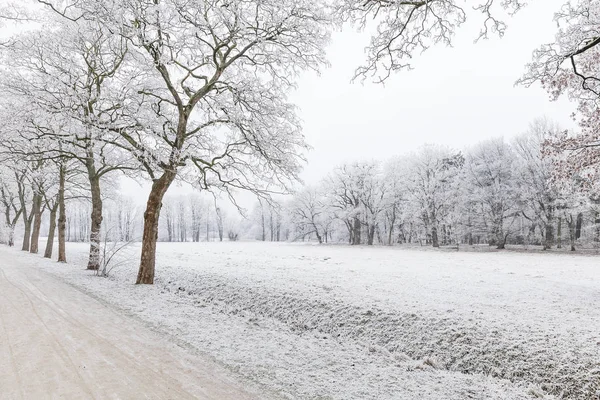 Winterlich Verschneite Bäume Nebel — Stockfoto