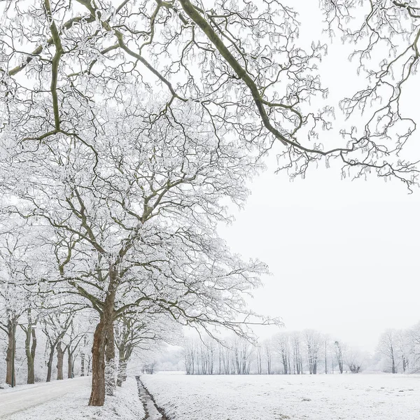 Winterlich Verschneite Bäume Nebel — Stockfoto