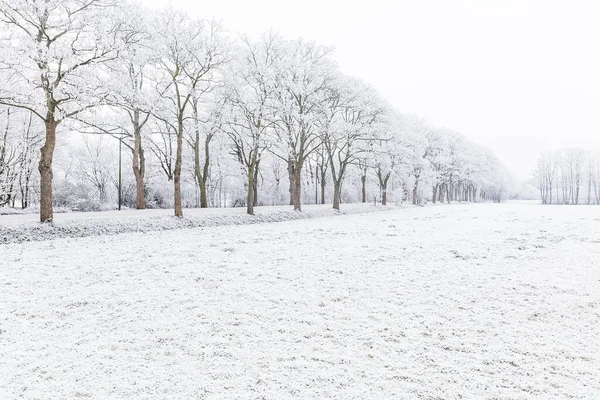 Winterlich Verschneite Bäume Nebel — Stockfoto