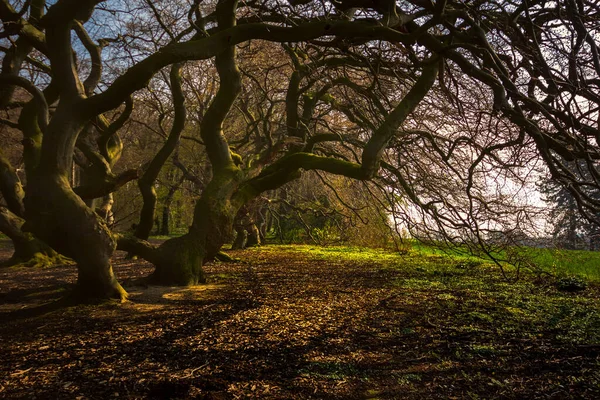 Een Uitzicht Een Bos Het Park — Stockfoto