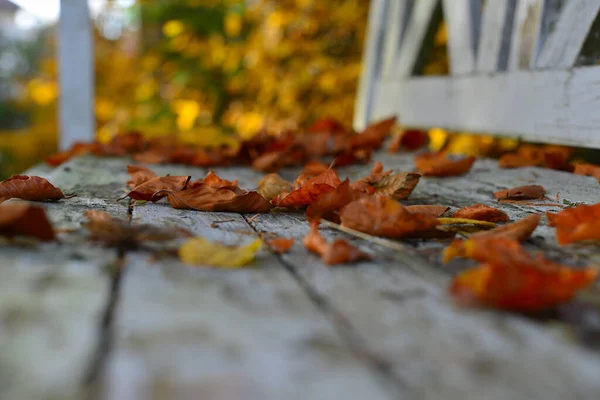 Foto Colorido Follaje Haya Viejo Banco Madera Blanca Jardín —  Fotos de Stock