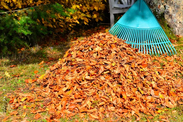 Rimozione Fogliame Foglie Autunnali Giardino Rastrellamento Autunno — Foto Stock