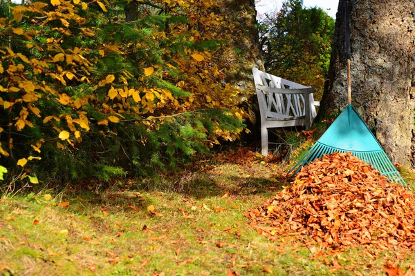 秋になると庭の紅葉を取り除き — ストック写真