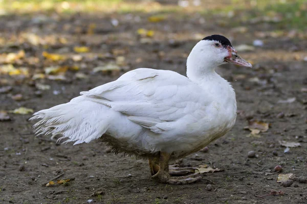 Chov Kachen Venkovním Areálu — Stock fotografie