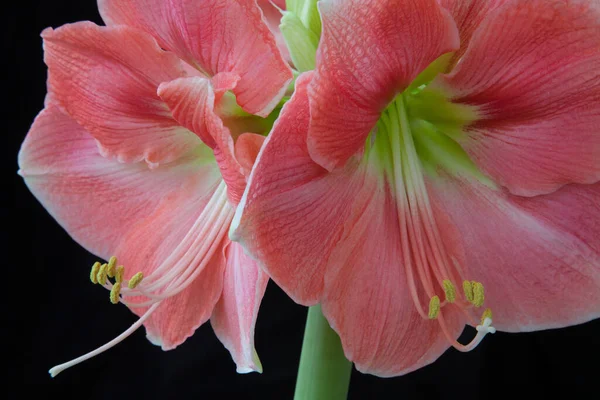Amaryllis Okvětní Lístky Flóra — Stock fotografie
