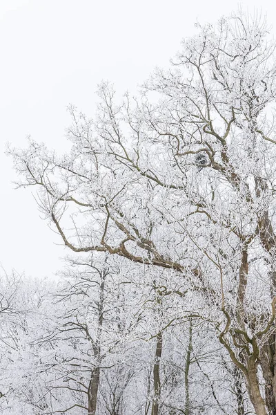 霧氷に覆われた霧の中の木は — ストック写真